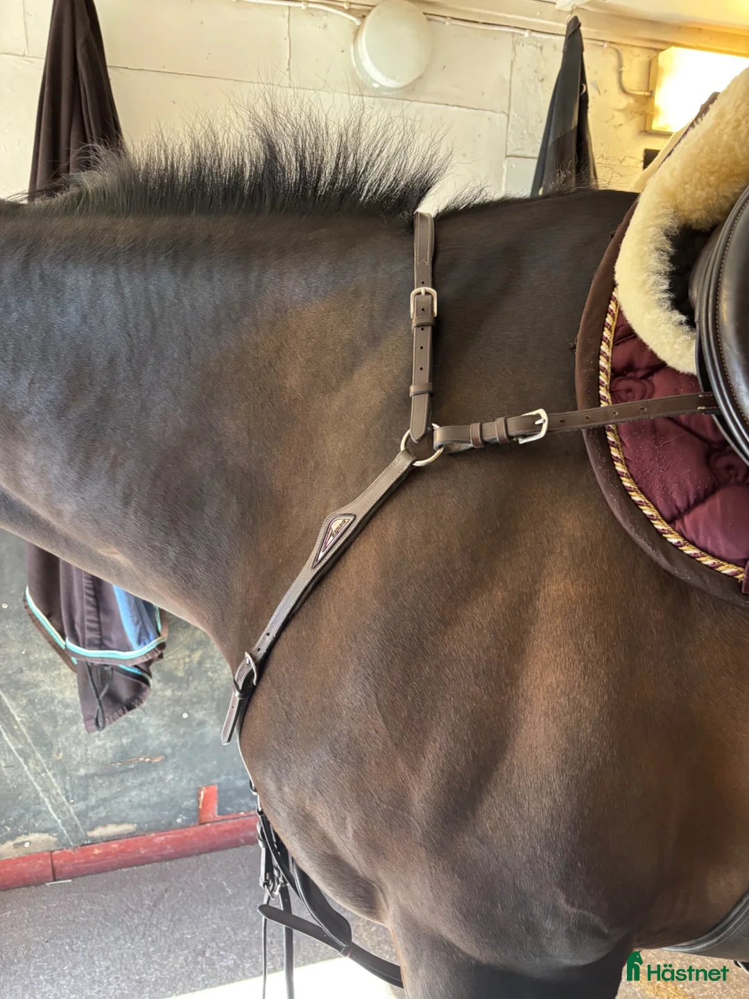 Övrig Hästutrustning hästutrustning till salu: Equiline förbygel  - Annons 2