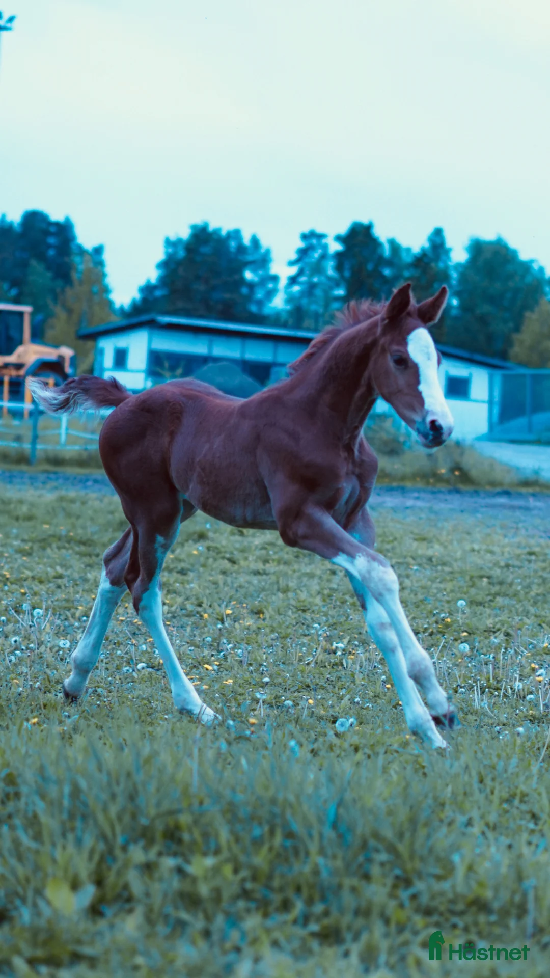 Hoppning hästar till salu: Spektakulär hingst för framtiden  - Annons 1