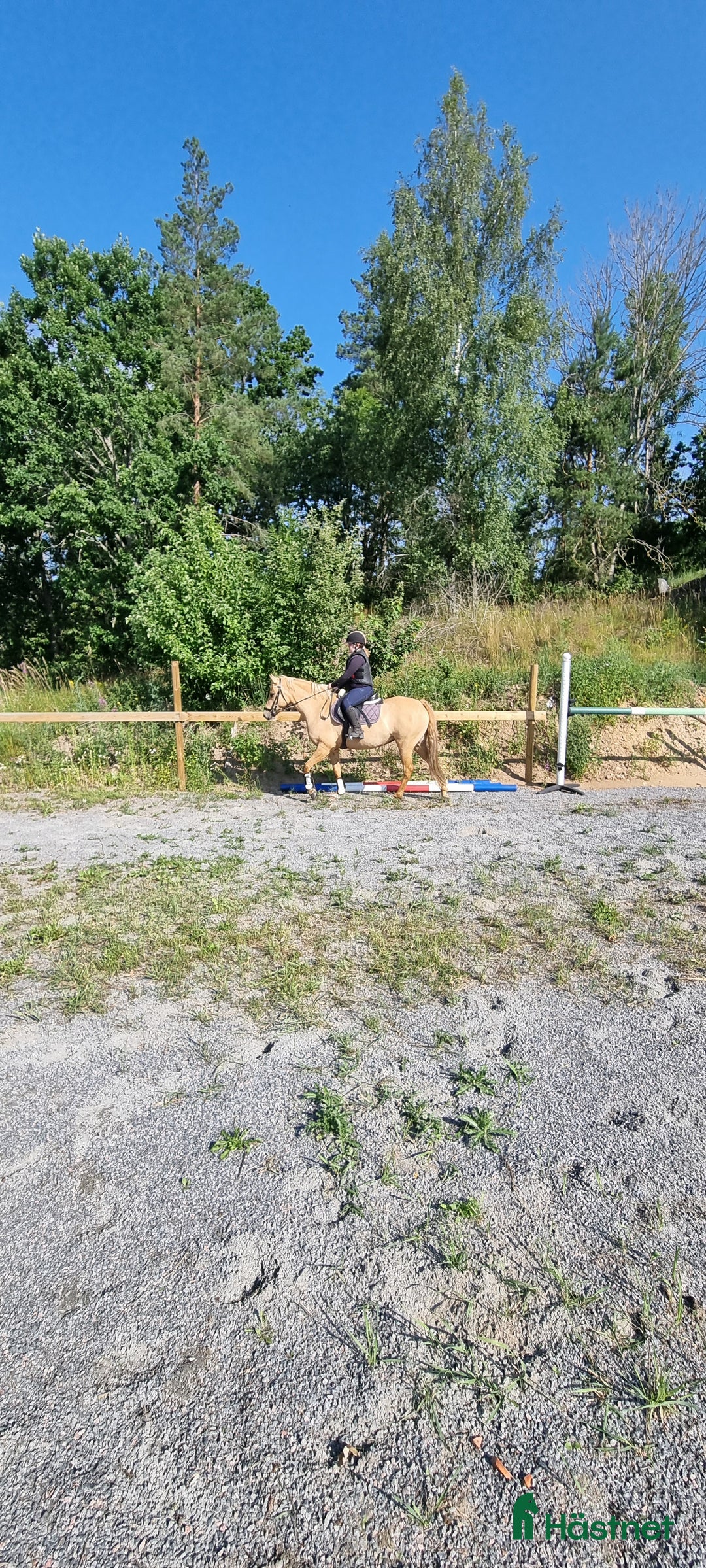 Allround hästar till salu: Fantastisk ponny för framtiden!  i Gusum - Bild 4