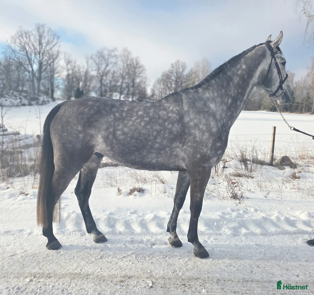 Hoppning hästar till salu: Grön 5åring med kvalitéer i Tranås - Annons 3