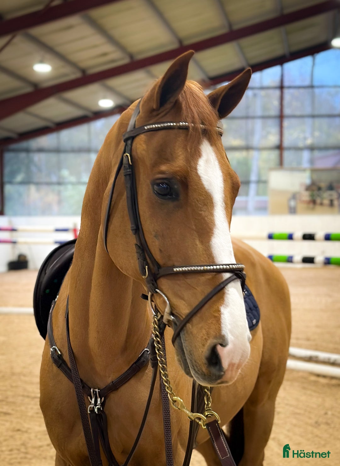Hoppning hästar till salu: Lyxig läromästare för det största i Kungsängen - Annons 3