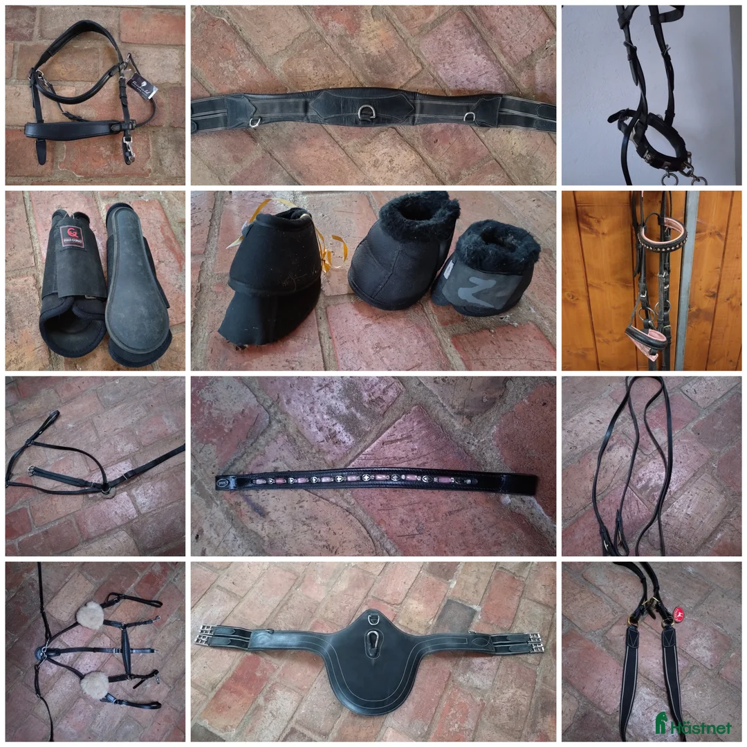 Träns hästutrustning till salu: Svart utrustning  i Sankt OLOF - Annons 1