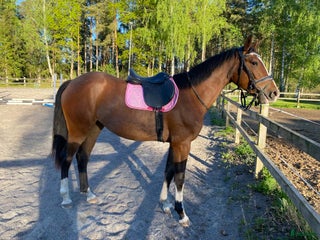 hästar Hedvig ett framtidslöfte inom hoppsporten i Berga - Annons 4