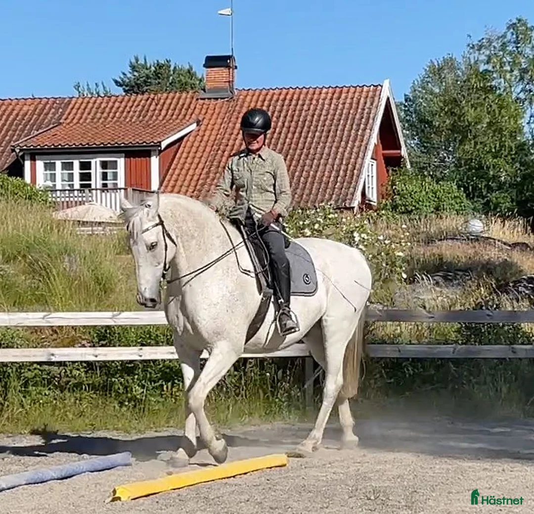 Akademiskt hästar till salu: Välutbildad, lugn och snäll  i Tystberga - Annons 1