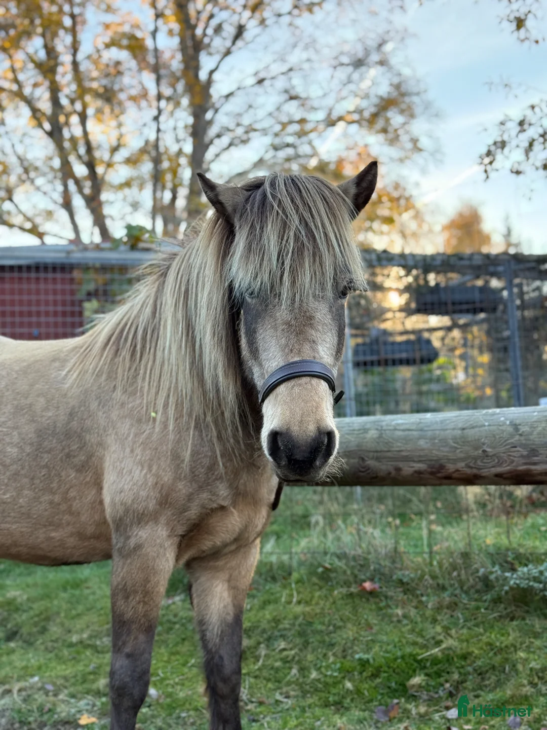  medryttarhäst finnes: Medryttare till islandshäst - Annons 1