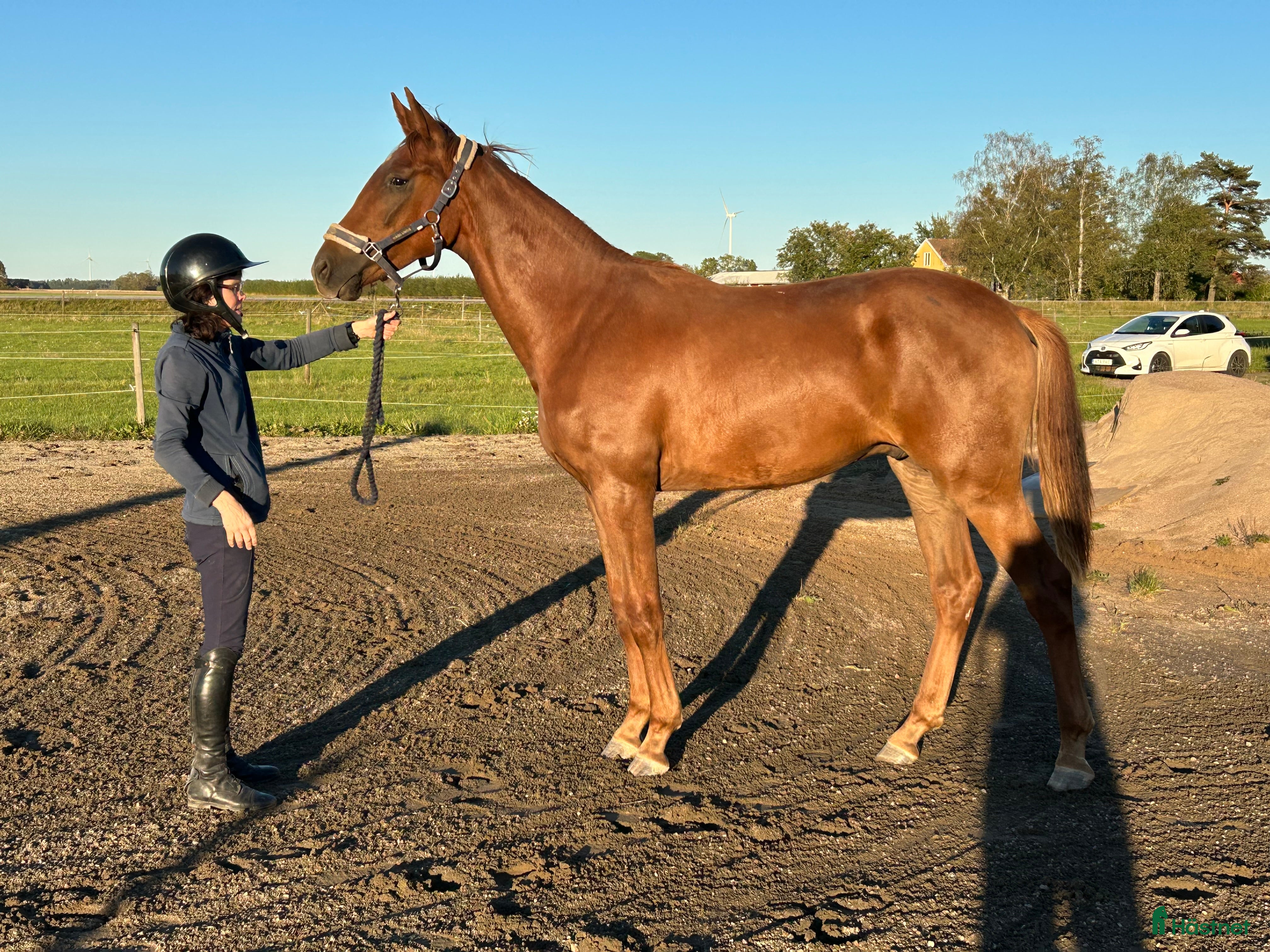  hästar Fantastiskt framtidslöfte  i Kvänum - Annons 14