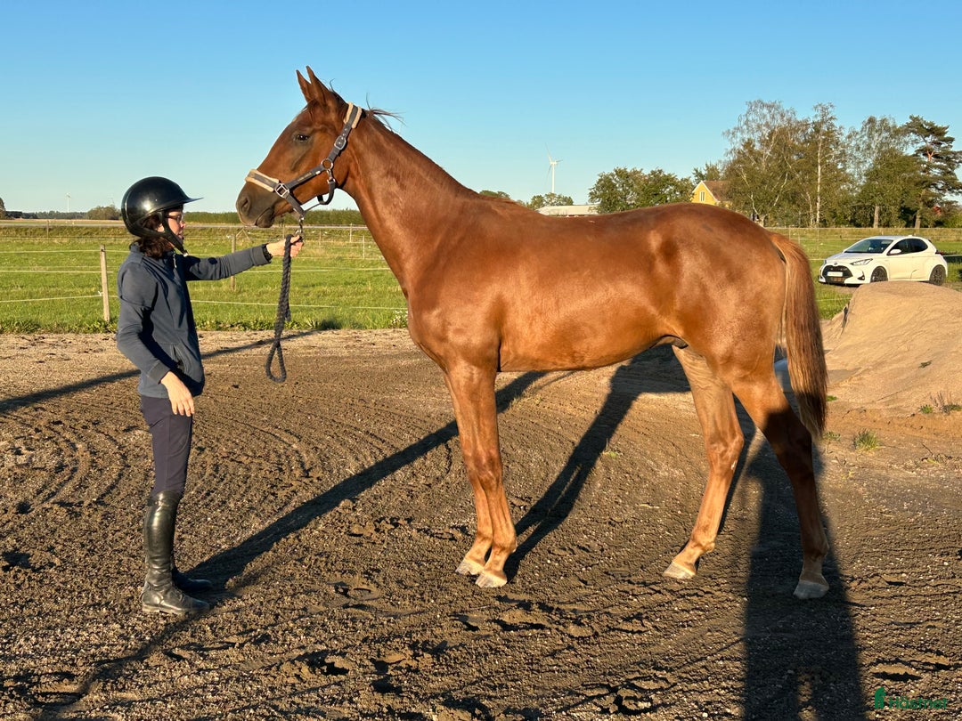 Dressyr hästar till salu: Fantastiskt framtidslöfte  i Kvänum - Annons 1