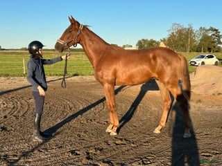 hästar Fantastiskt framtidslöfte i Kvänum - Annons 14