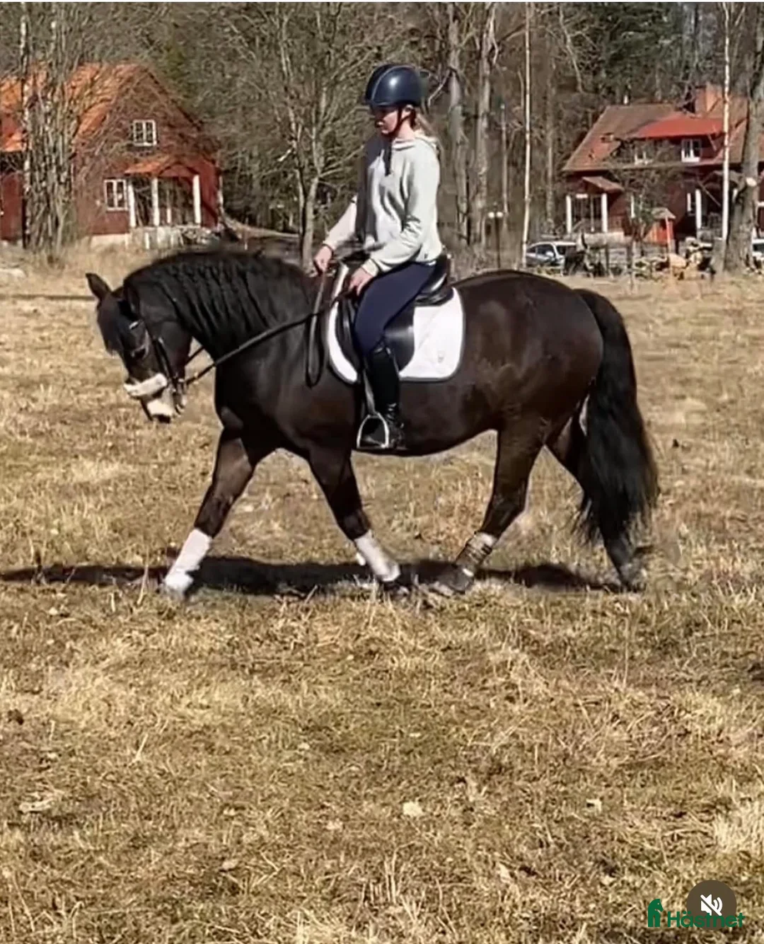 Allround hästar till salu: Världens bästa Ponny  i Borgvik - Annons 1
