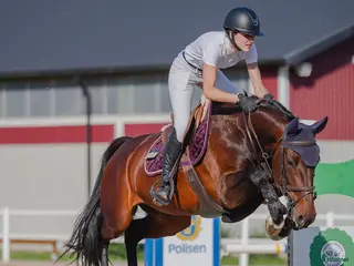 Hoppning hästar till salu: Välhoppande sto i Lerdala - Annons 2