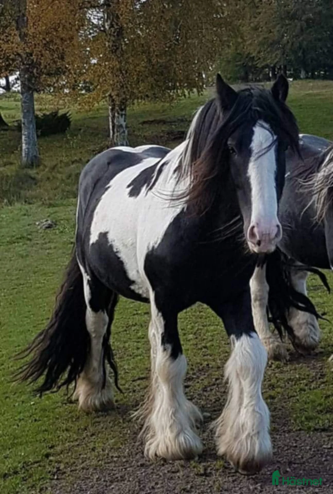 Allround hästar till salu: Tinkervalack i perfekt storlek i Unnaryd - Annons 4