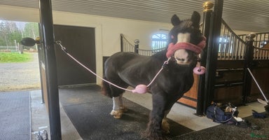  hästar i Lindesberg - Annons 1