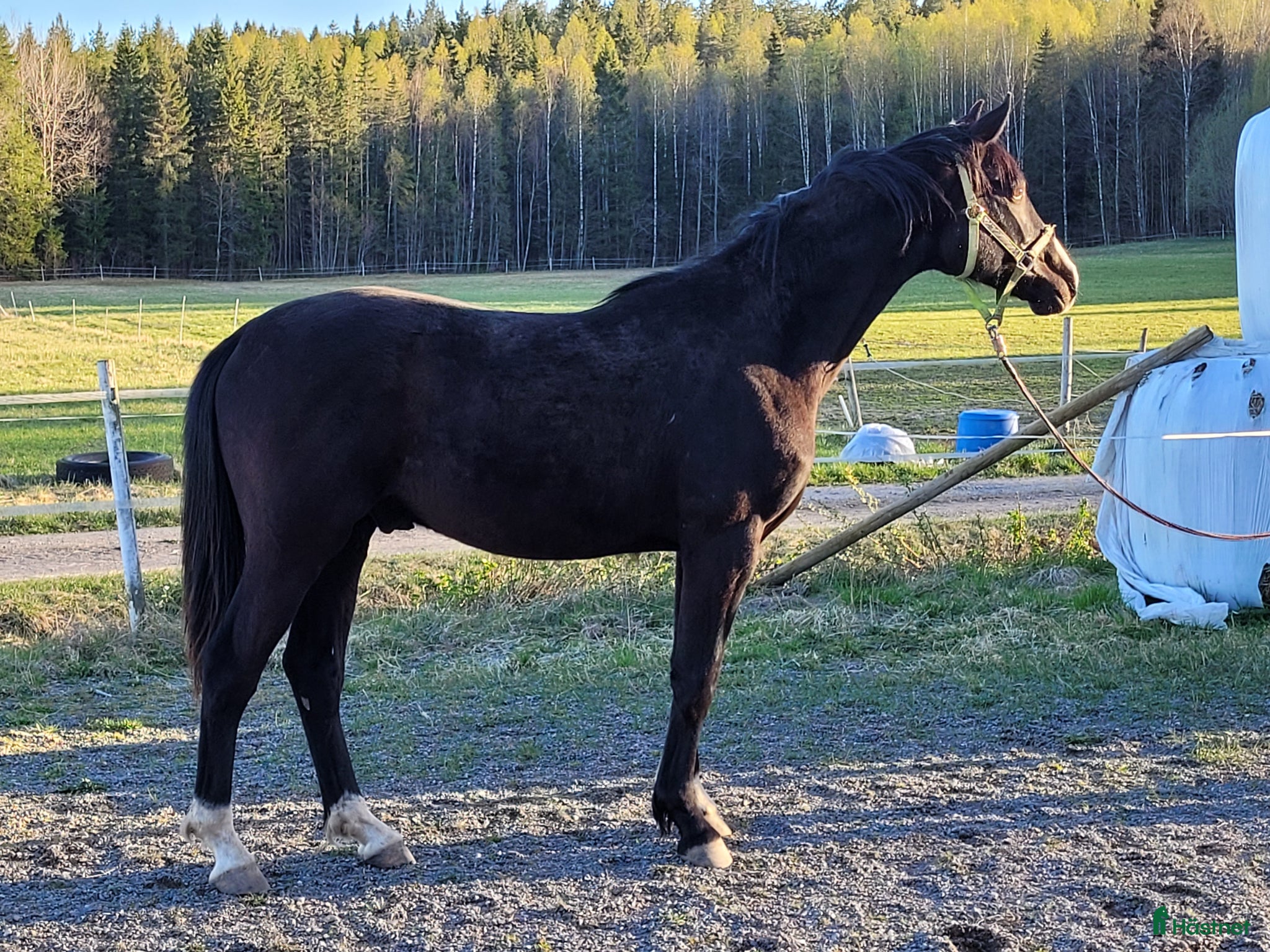  hästar Moderiktig grabb efter Salvatore Ferragamo  - Annons 13