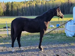 hästar Moderiktig grabb efter Salvatore Ferragamo - Annons 1