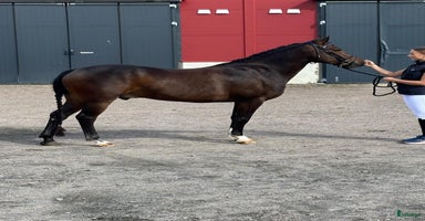  hästar i Skara - Annons 3