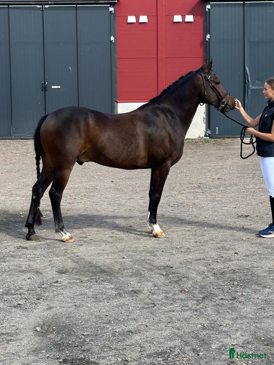 Hoppning hästar till salu: Charmig 4-årig ridponny valack i Skara - Annons 3