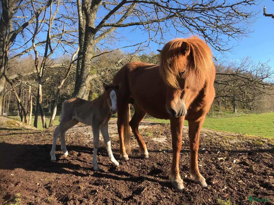 Island hästar till salu: Vackert islandssto i Täby - Annons 11