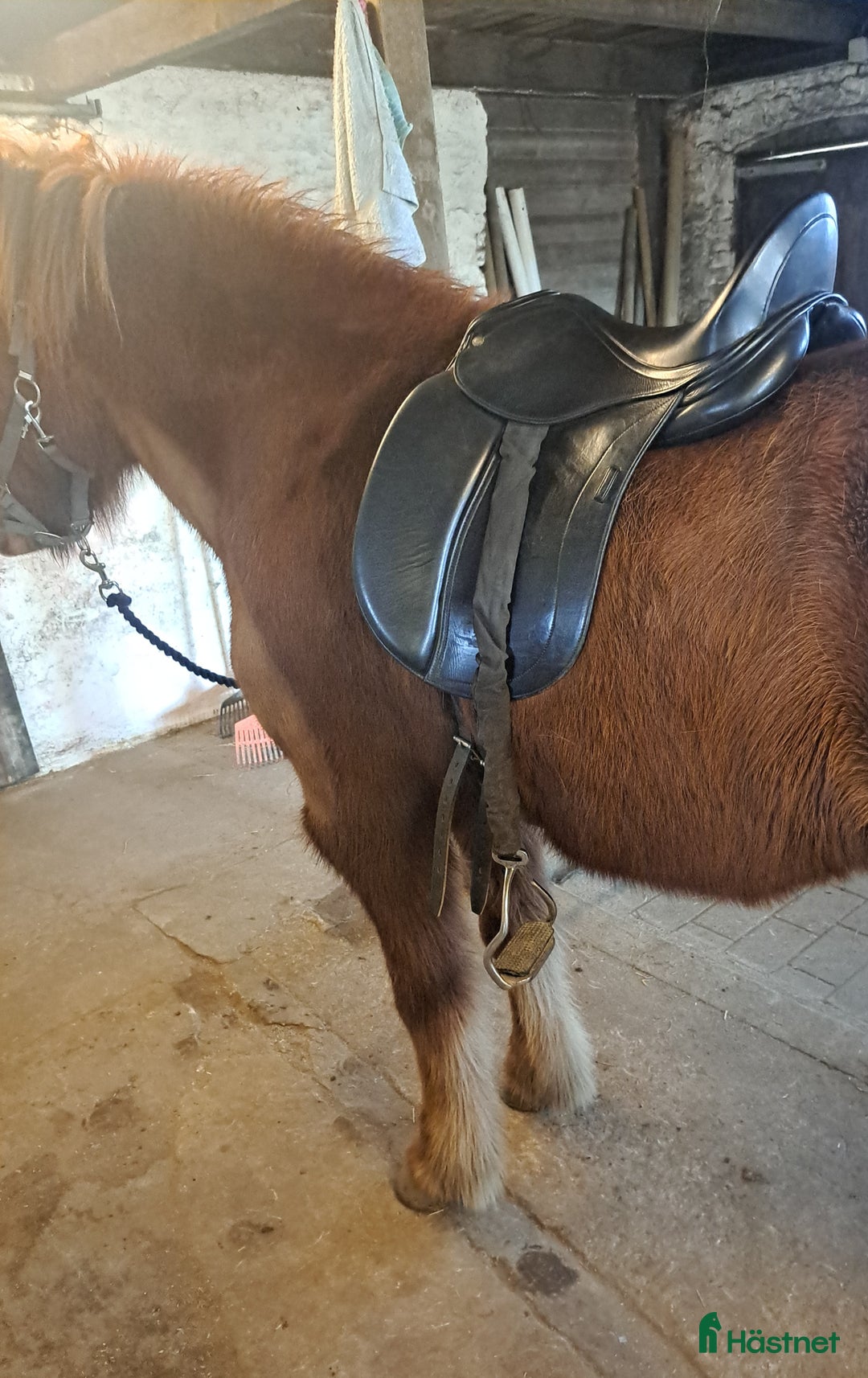 Sadlar hästutrustning till salu: Dressursadel Schleese Pirat  - Annons 3