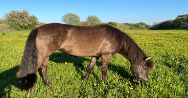  hästar i Visby - Annons 2