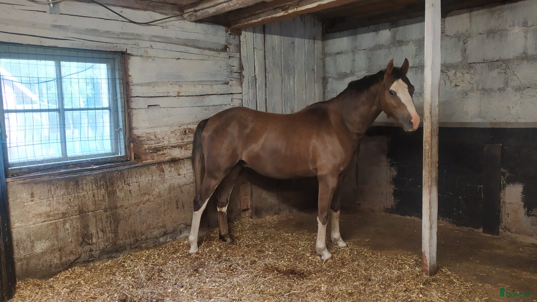 Allround hästar till salu: Fin ponny till nedsatt pris (se beskrivning) i Varnhem - Annons 3