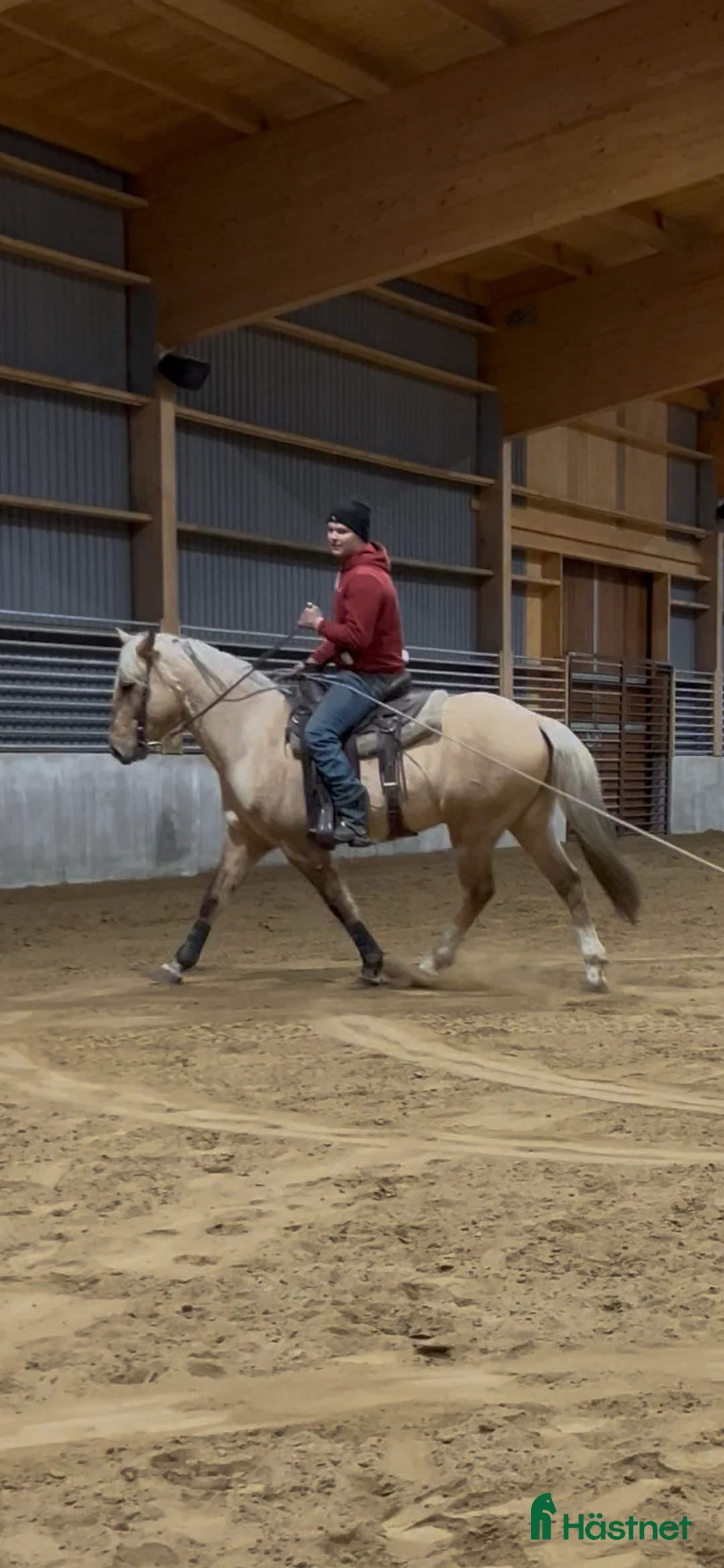 Allround hästar till salu: Mysig allround valack  i Ödsmål - Annons 2