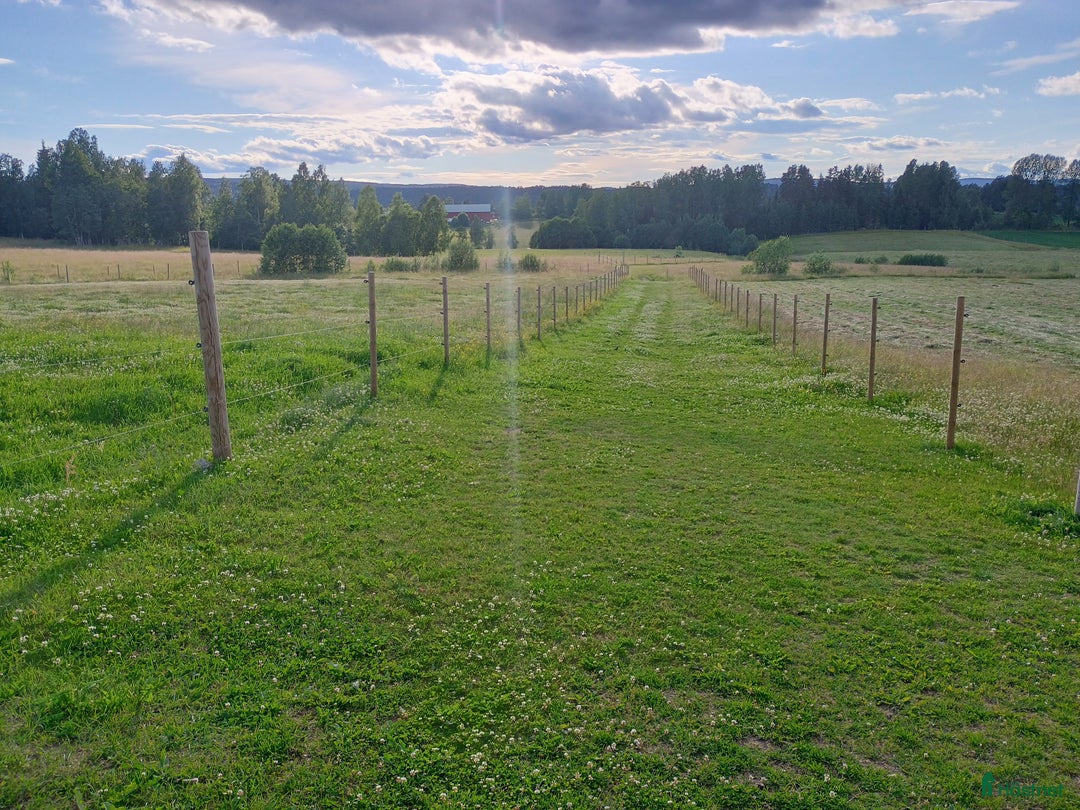  hästgårdar till salu: Gård med vackert utsikt över hagen  i Åmotfors - Annons 6