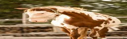Western hästar till salu: Paint horse sto '24 Overo, Blickfångare !! - Annons 6