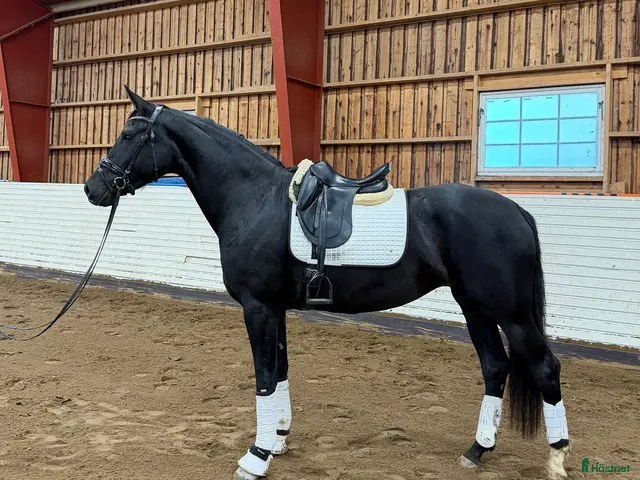 hästar till salu: Talangfullt & vackert sto med mycket potential! - Annons 3