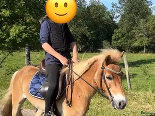 hästar Härligt russ ❤️ - Annons 18
