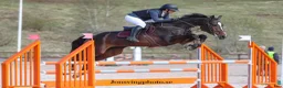Hoppning hästar till salu: Elegant hopphäst med scope - Annons 4