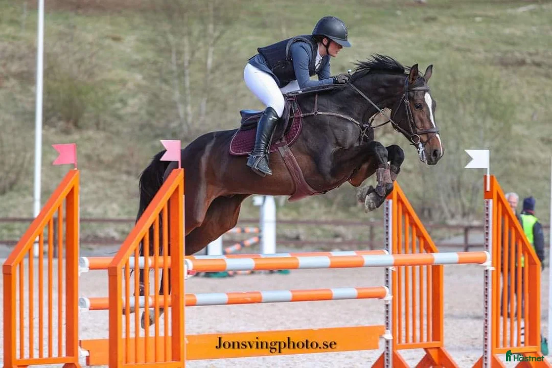 Hoppning hästar till salu: Elegant hopphäst med scope - Annons 4
