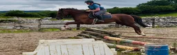 Allround hästar till salu: Lovely allrounder type 160cm - Annons 4