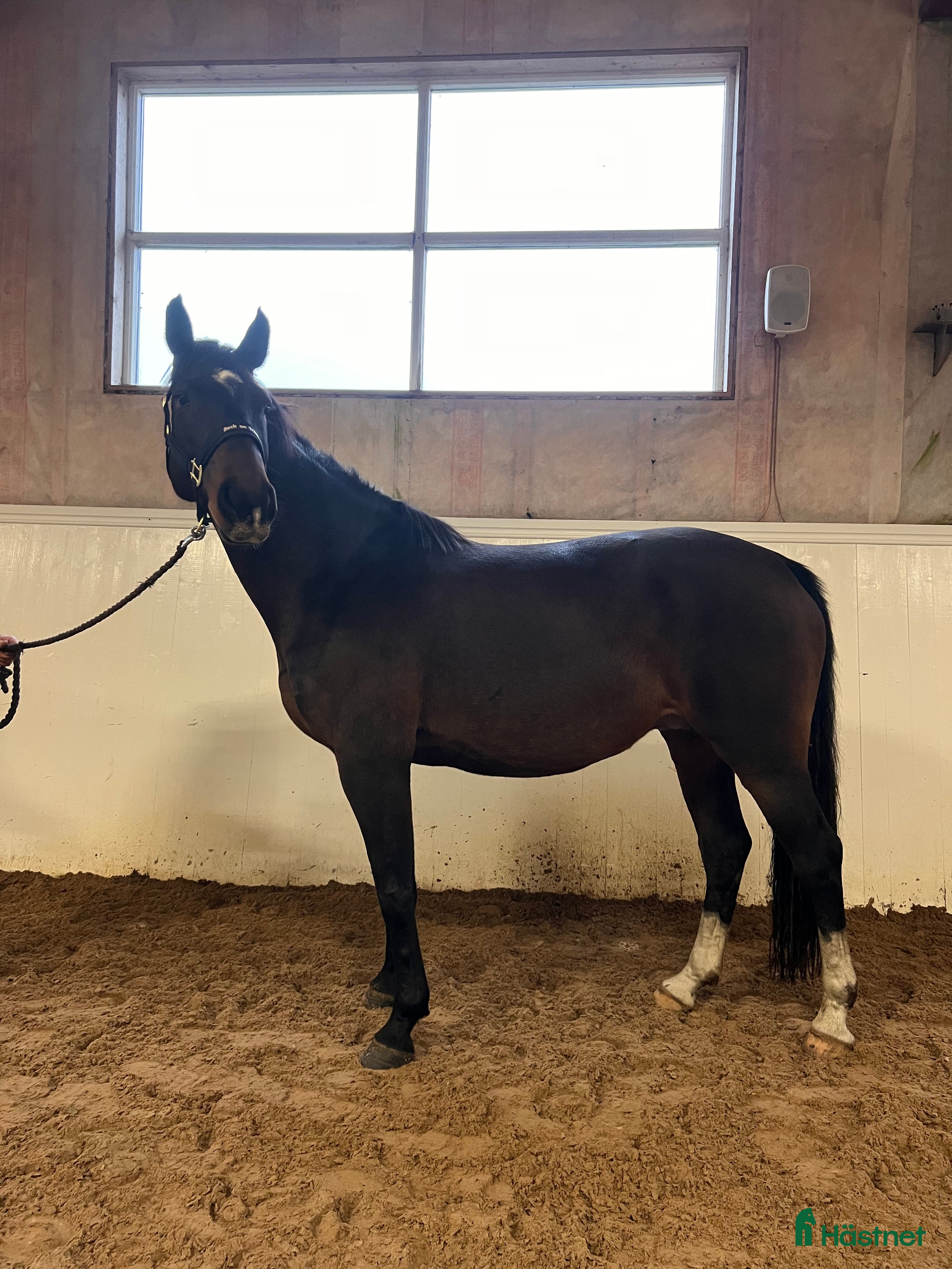  hästar Trevlig hoppinriktad allroundhäst  i Varberg - Annons 2