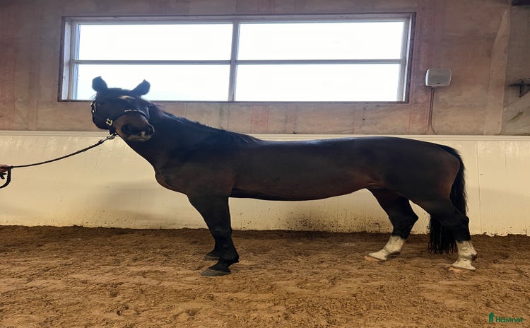  hästar Trevlig hoppinriktad allroundhäst  i Varberg - Annons 15