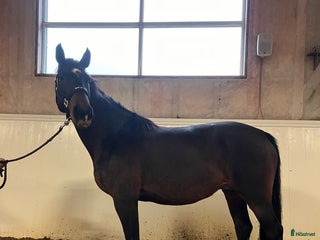 Hoppning hästar till salu: Trevlig hoppinriktad allroundhäst i Varberg - Annons 1