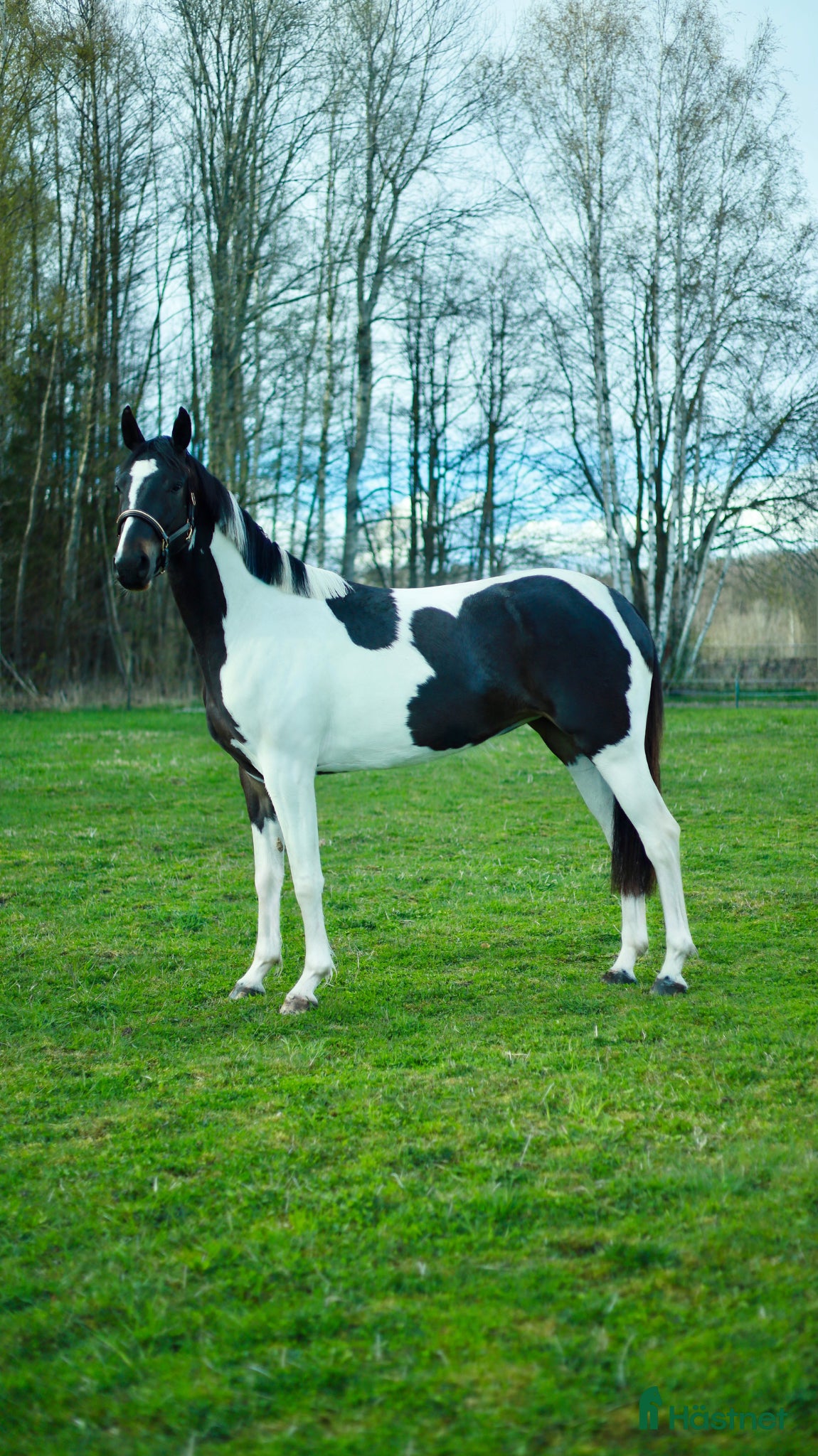  hästar Lovande unghäst med talang & arbetsvilja!  - Annons 1