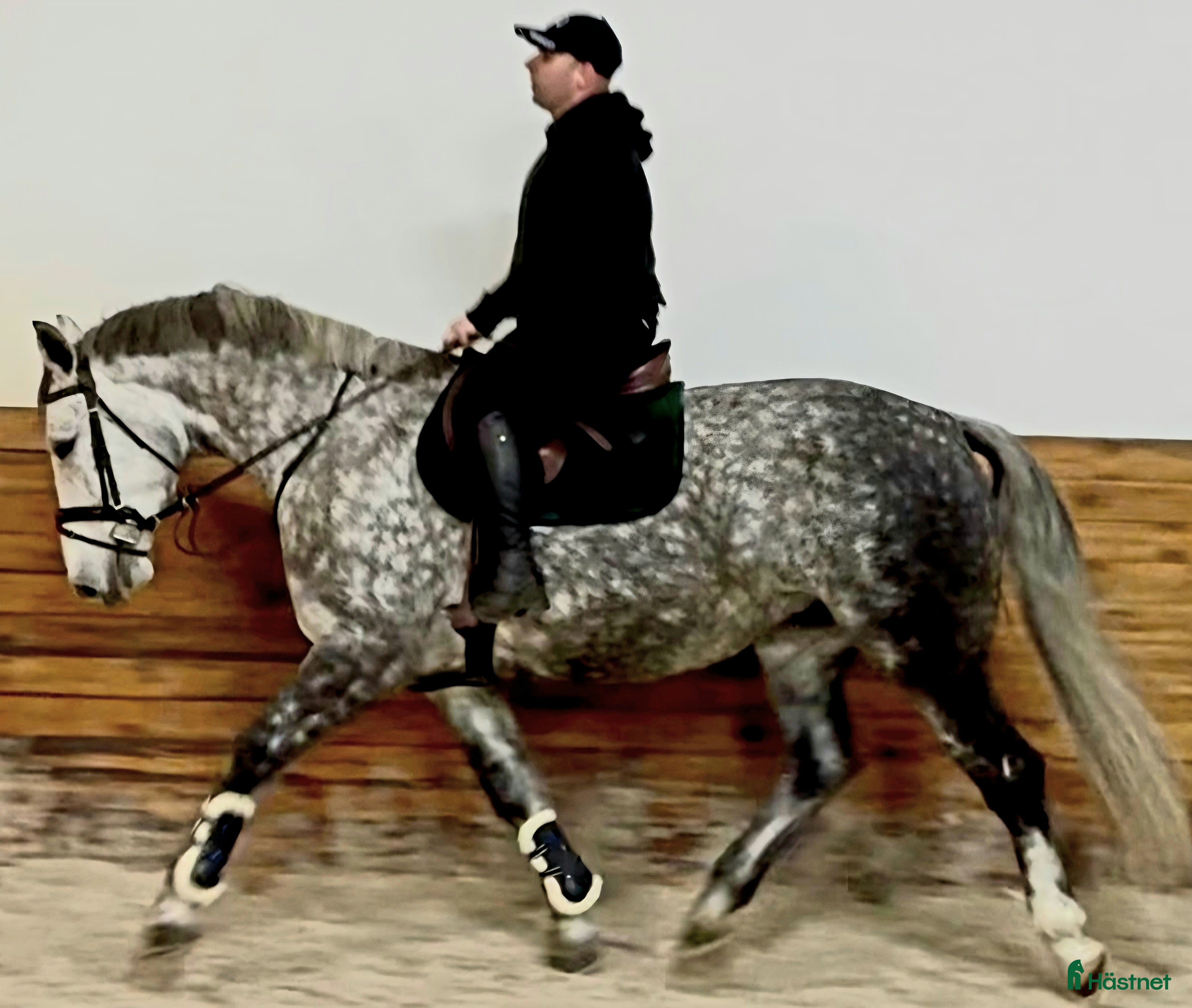  hästar Incredible looking Allrounder for New Year - Annons 16