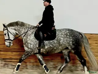 hästar Incredible looking Allrounder for New Year - Annons 16