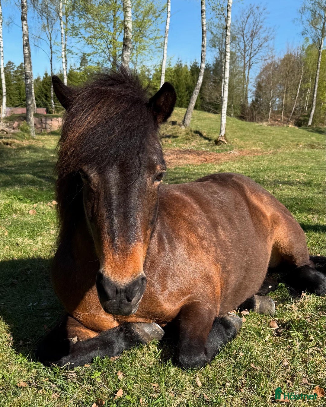  stallplats finnes: Granetorps Framtid 🥰 - lösdrift för islandshästar i Tyringe - Annons 8