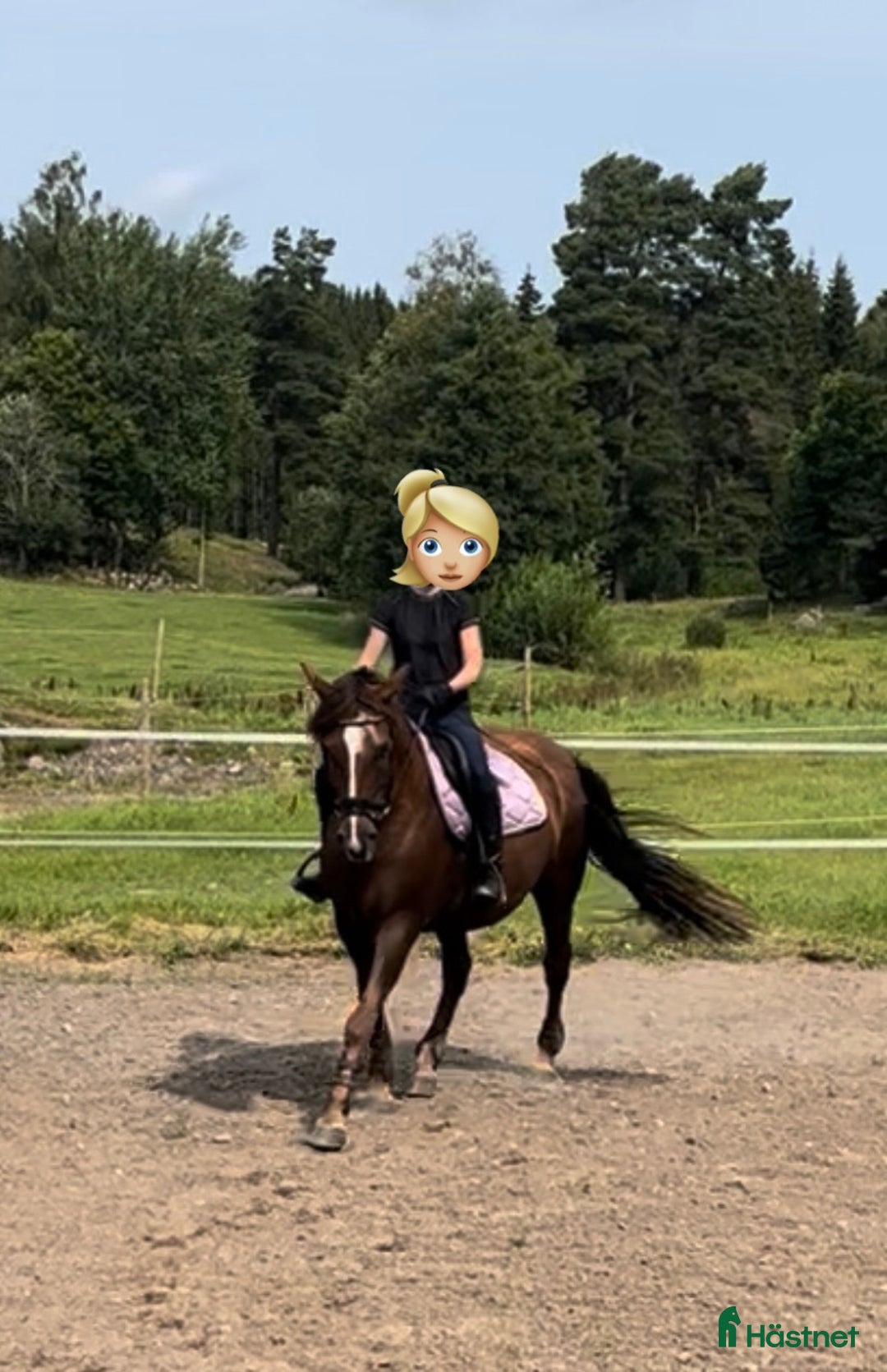 Övrigt hästar till salu: Vackert sto för promenadridning, avel, sällskap i Aneby - Annons 1