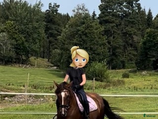 hästar Vackert sto för promenadridning, avel, sällskap i Aneby - Annons 1