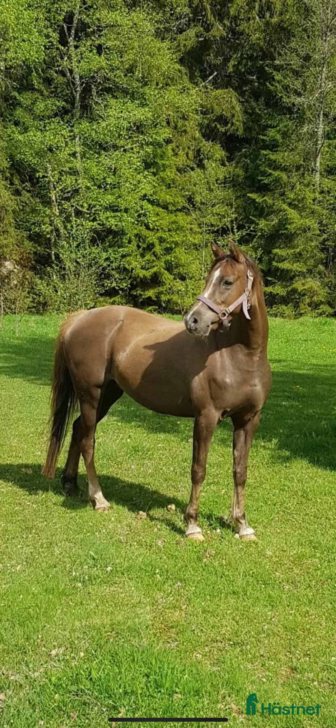 Allround hästar till salu: Vackert guld premierat Welsh sto (ev byte) i Borlänge - Annons 1