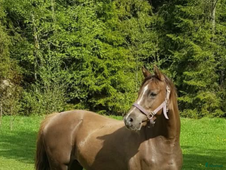 hästar Vackert guld premierat Welsh sto (ev byte) i Borlänge - Annons 13
