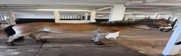 Allround hästar till salu: Trevlig och lovande ungponny söker nytt hem - Annons 3