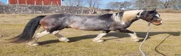 Allround hästar till salu: Quarter/Irish Cob Sagohäst! - Annons 7