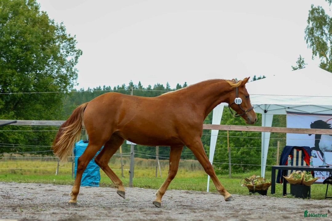 Övrigt hästar till salu: Multitalang i Söderköping - Annons 9