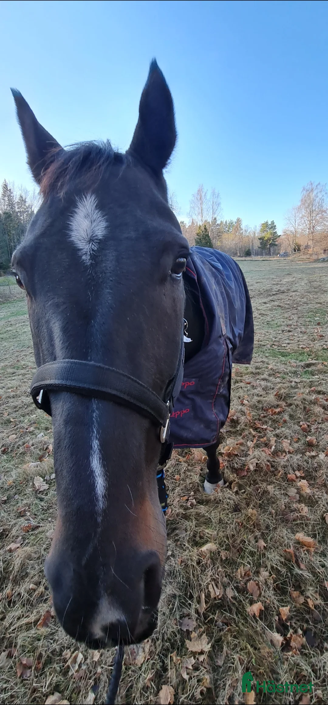Allround hästar till salu: Världens finaste häst - Annons 9