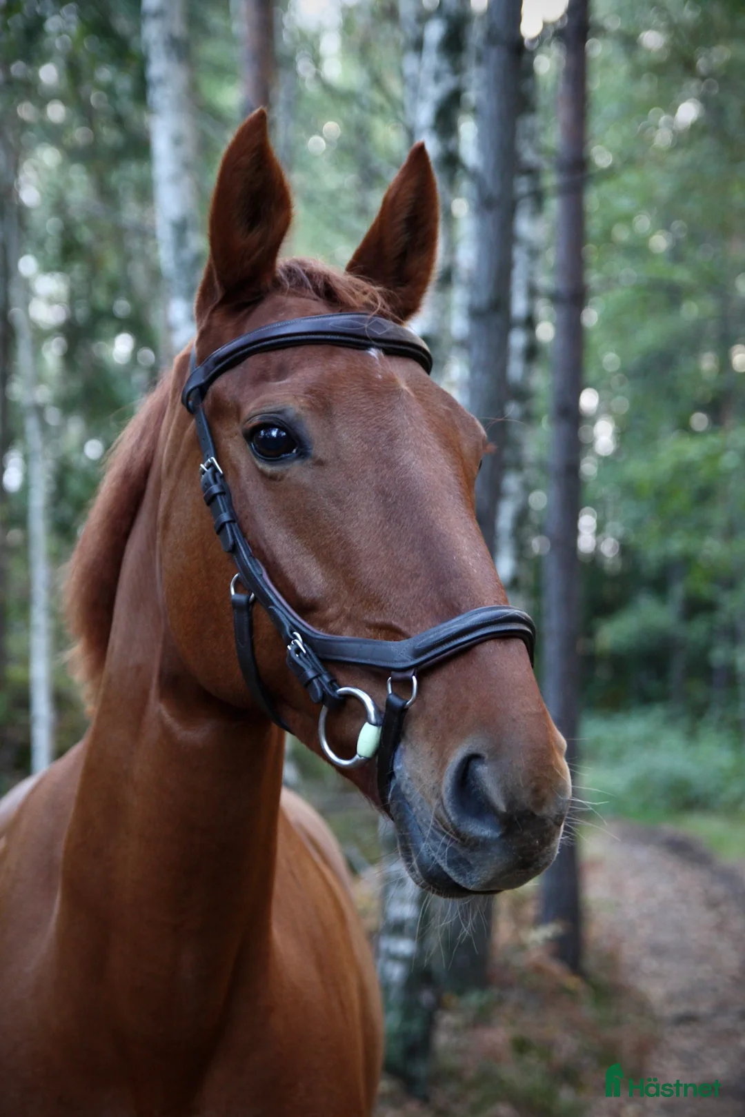 Allround hästar till salu: Läromästare söker nytt kärleksfullt hem - Annons 2