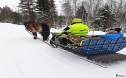 Körning hästar till salu: Fina Maximus, häst för körning! i Boden - Bild 4