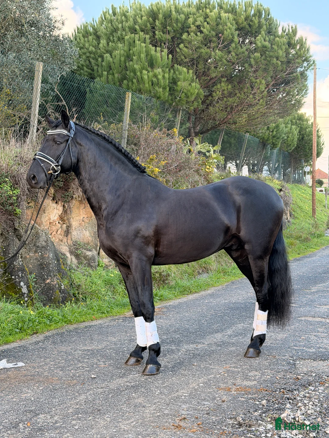 Working Equitation hästar till salu: Sort 6 års Lusitano - Annons 2